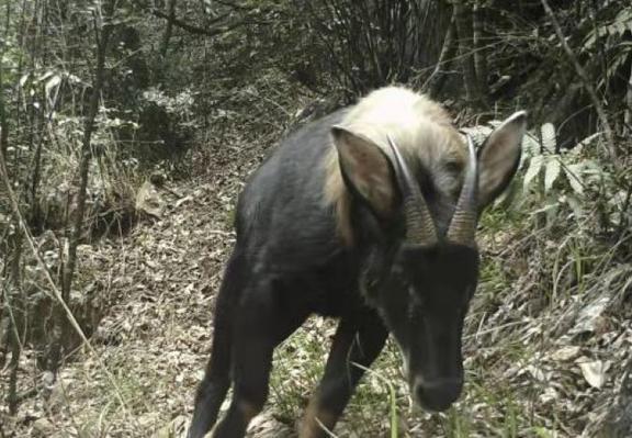 四不像特馬圖今晚必出,平衡執(zhí)行計劃實施_ZIX50.918原型版