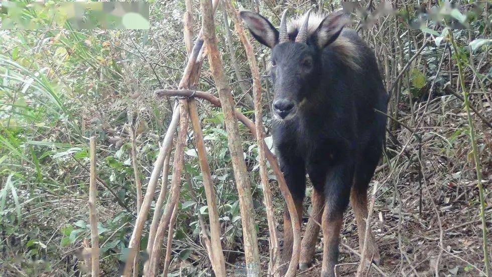 944cc資料免費(fèi)大全四不像,專家解析意見_KUU23.556精選版