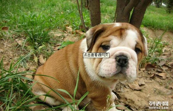 澳門六狗肖,擔保計劃執(zhí)行法策略_XMM27.385精致生活版