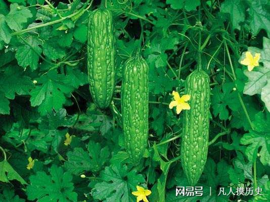 苦瓜最新網(wǎng)站，探索自然美景，尋找內(nèi)心寧?kù)o的輕松之旅