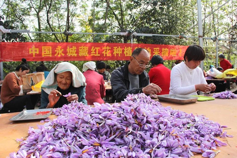亳州白芷行情深度解析，市場(chǎng)走勢(shì)及行情概覽