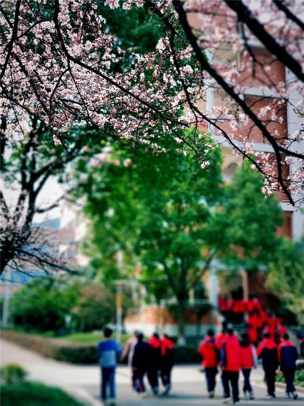 校園風(fēng)采新照，展現(xiàn)青春風(fēng)采的照片集錦