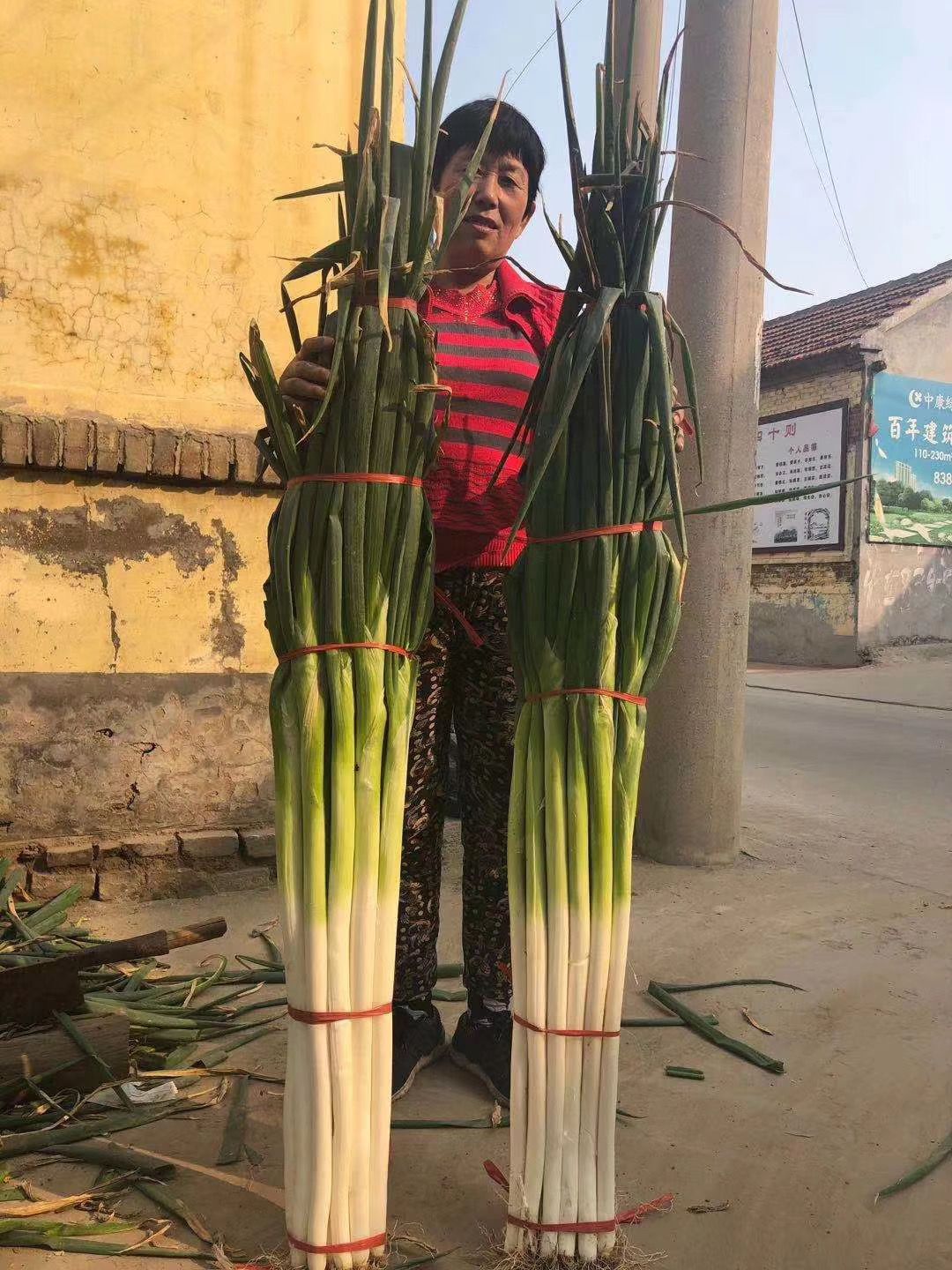 保定大蔥近期價格走勢，機(jī)遇與挑戰(zhàn)中的勵志力量
