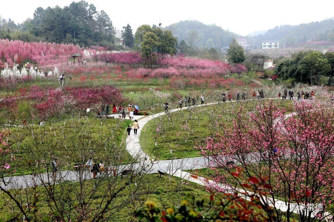 常德最新疫情動(dòng)態(tài)步驟指南，初學(xué)者與進(jìn)階用戶必讀