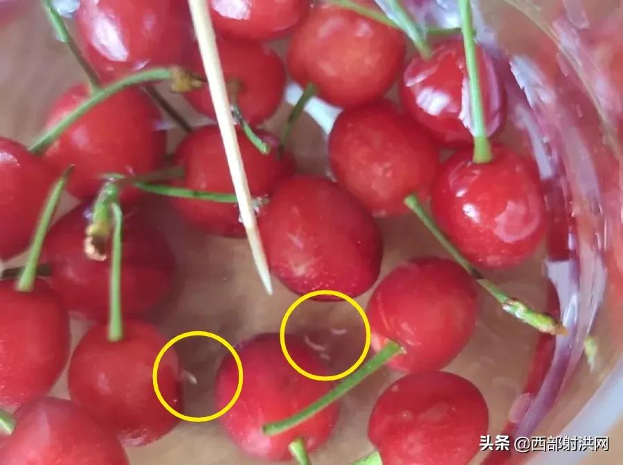 射洪上市公司，小巷深處的獨(dú)特風(fēng)味揭秘