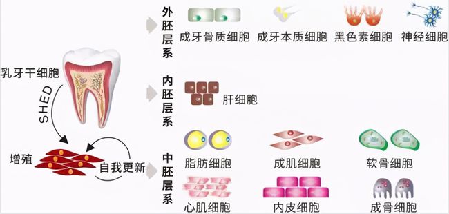 牙齒再生前沿技術(shù)，重塑微笑的秘密武器探索