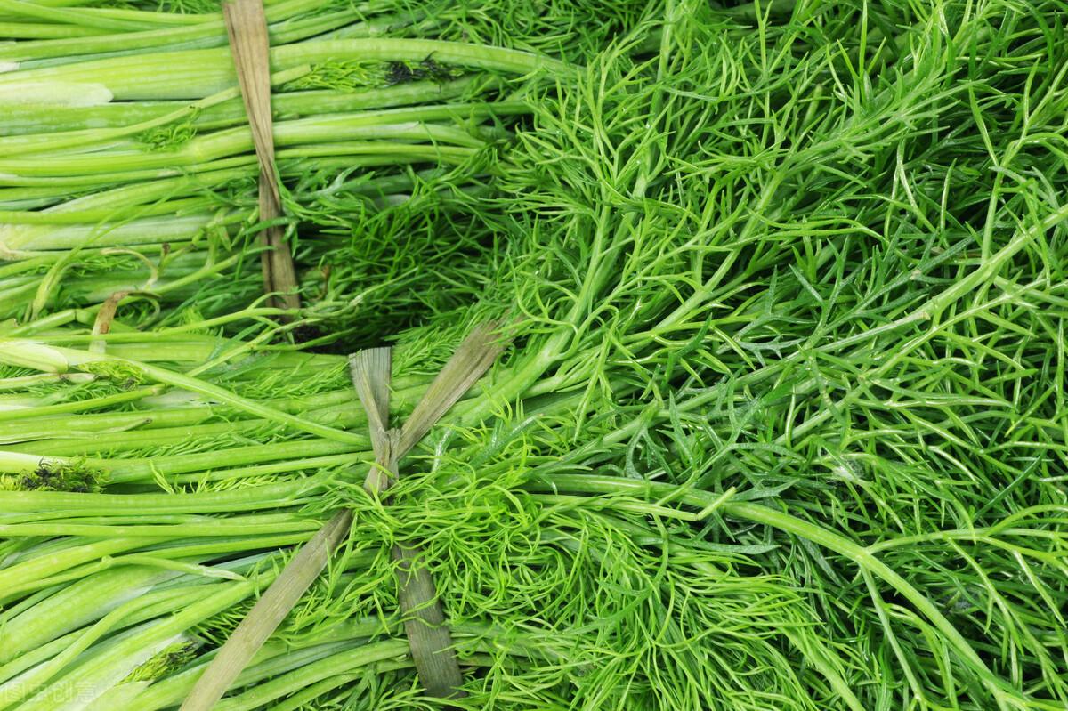 茴香價格動態(tài)，香氣變化與你的關(guān)聯(lián)