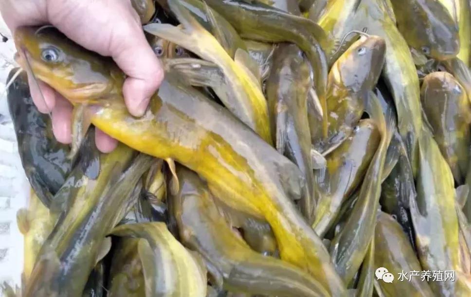 鮰魚價格變遷背后的故事，行情變化中的自信與成就感探尋