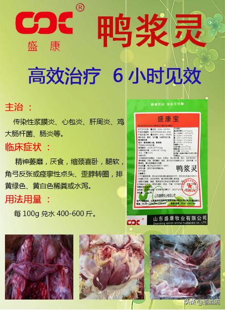 現(xiàn)在鴨苗行情詳解，選購、養(yǎng)殖與盈利的全方位指南