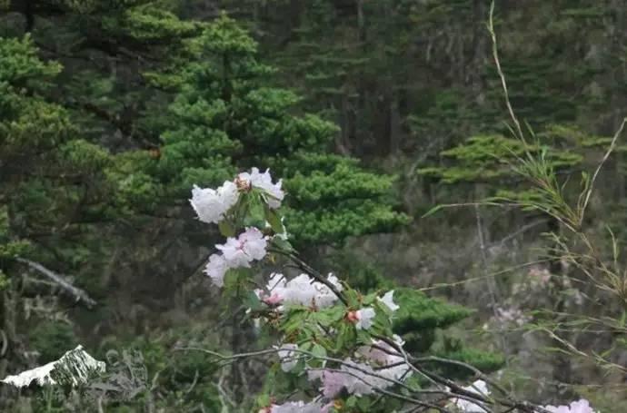 雨崩最新美景圖，探索與欣賞的詳細步驟指南，美不勝收！
