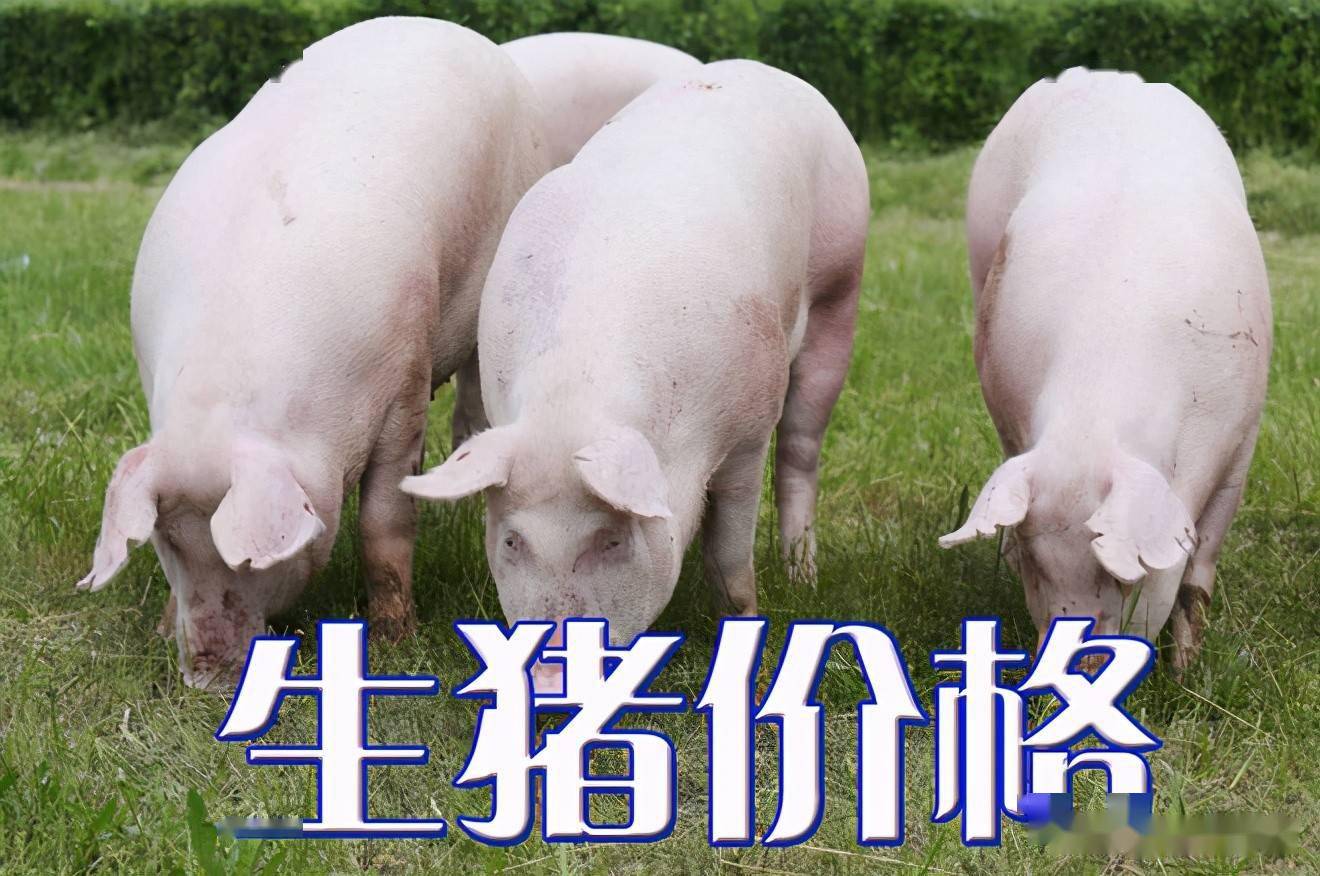 濰坊今日生豬價格探索，一場綠色之旅尋找內(nèi)心平靜