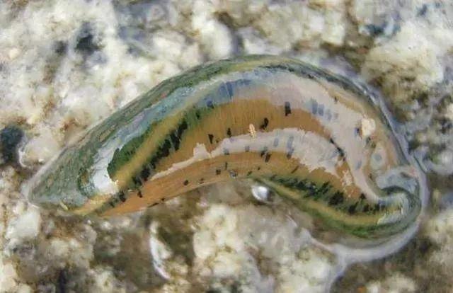 石斑魚孵化技術(shù)革新詳解，從入門到精通的孵化指南