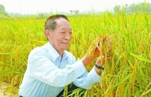 袁隆平最新科研進(jìn)展揭秘，突破性進(jìn)展引人矚目