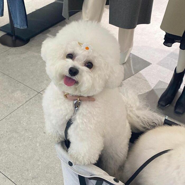 小巷中的寵物奇緣，比熊犬的價(jià)格探秘