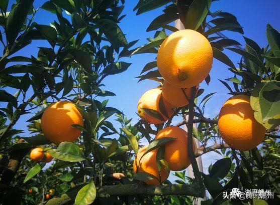 贛州上市公司，閃耀未來(lái)，共創(chuàng)繁榮時(shí)代！