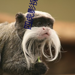 四虎影最新在線(xiàn)觀(guān)看，熱門(mén)影視的全新體驗(yàn)
