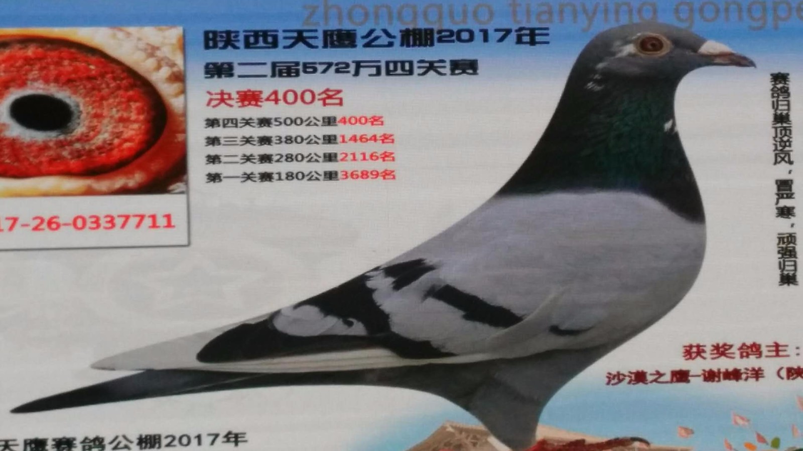 天鷹公棚歷程回顧，最新消息鑄就輝煌篇章