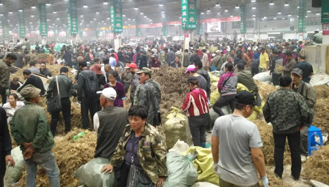 萬良人參市場最新動(dòng)態(tài)揭秘，日常奇遇與溫情紐帶