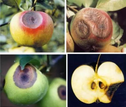 最新炭疽病治療藥物，變化、學(xué)習(xí)與信心的力量探索