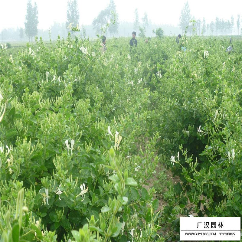 廣場燈具 第104頁