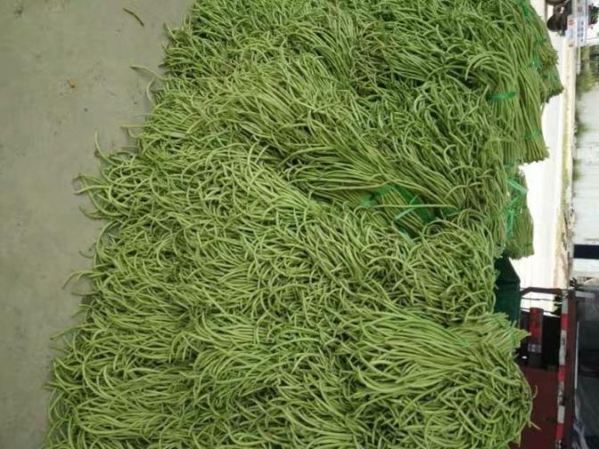 合浦豆角最新價(jià)格指南，獲取與比較豆角價(jià)格的方法及最新價(jià)格更新通知