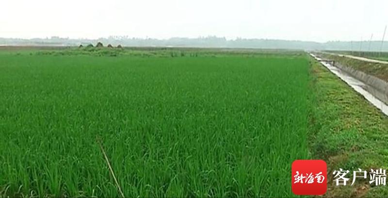澄邁最新動(dòng)態(tài)，自然美景探索之旅，尋覓內(nèi)心平和與寧靜的旅程
