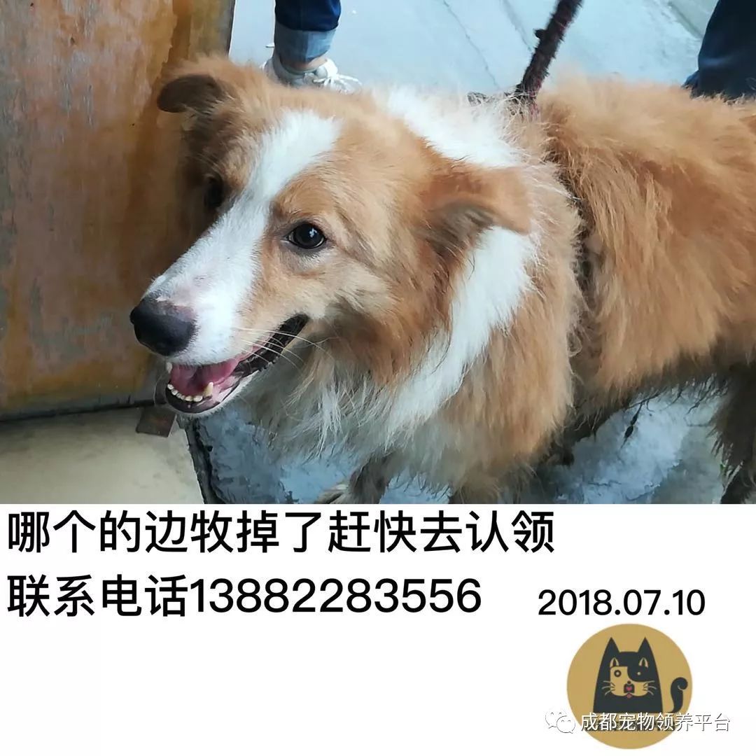成都最新尋狗記，巷弄深處特色小店中的尋寵之旅