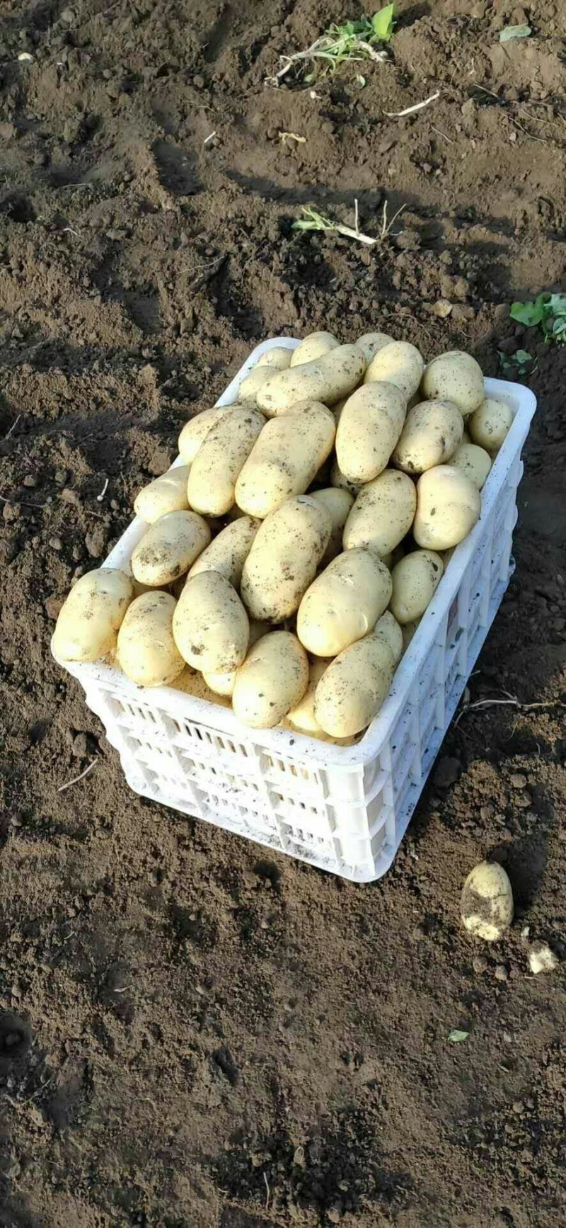 萊西土豆最新價(jià)格動(dòng)態(tài)，變化中的價(jià)值與學(xué)習(xí)中的力量