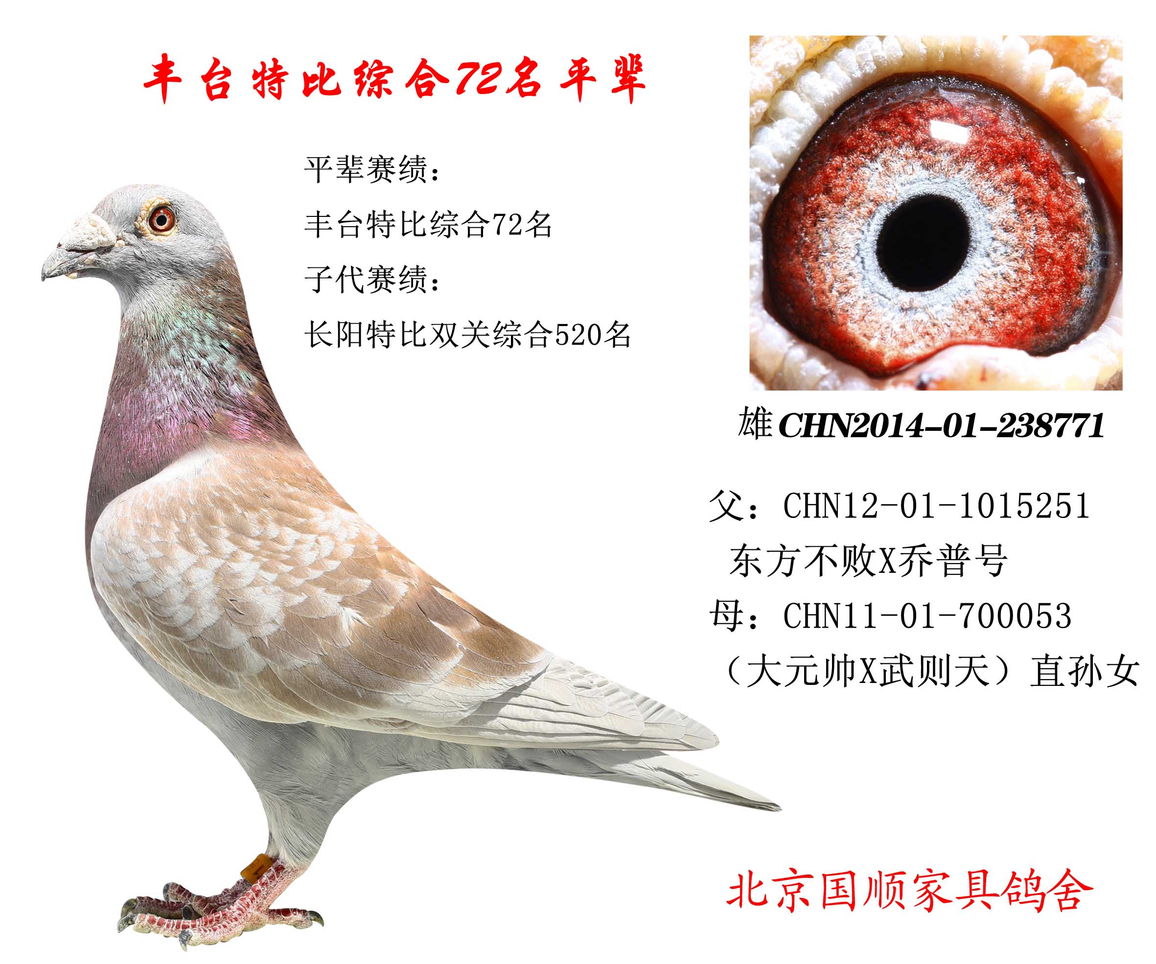 豐臺信鴿最新賽事指南，參賽步驟與賽事概覽