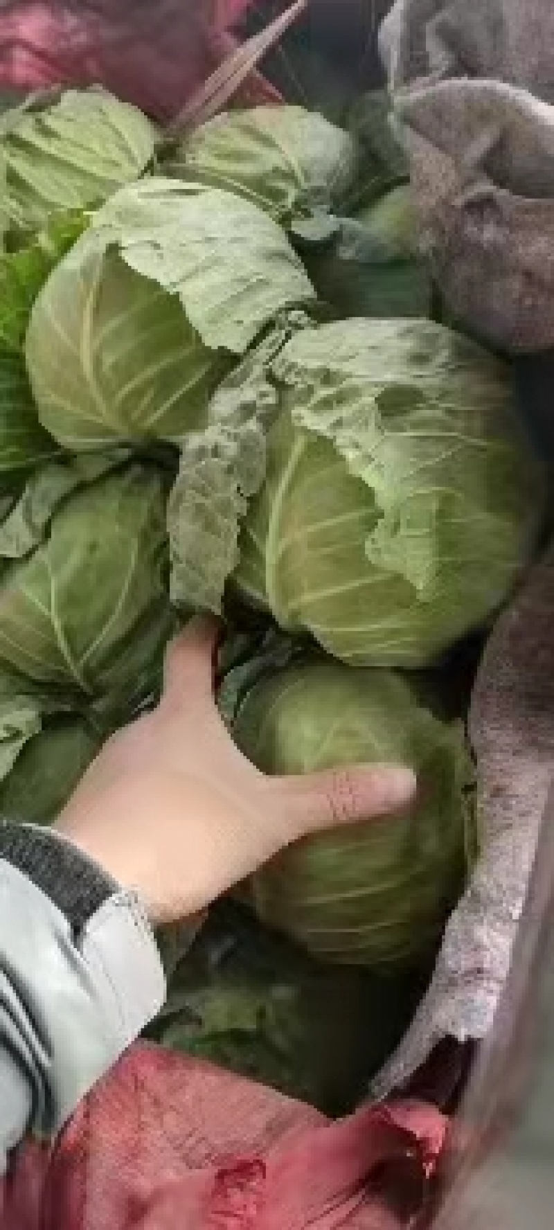永年甘藍(lán)最新價(jià)格及市場(chǎng)走勢(shì)、種植要點(diǎn)與購買指南全解析