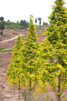 最新彩葉樹種種植與養(yǎng)護(hù)指南，從選種到養(yǎng)護(hù)一步到位！