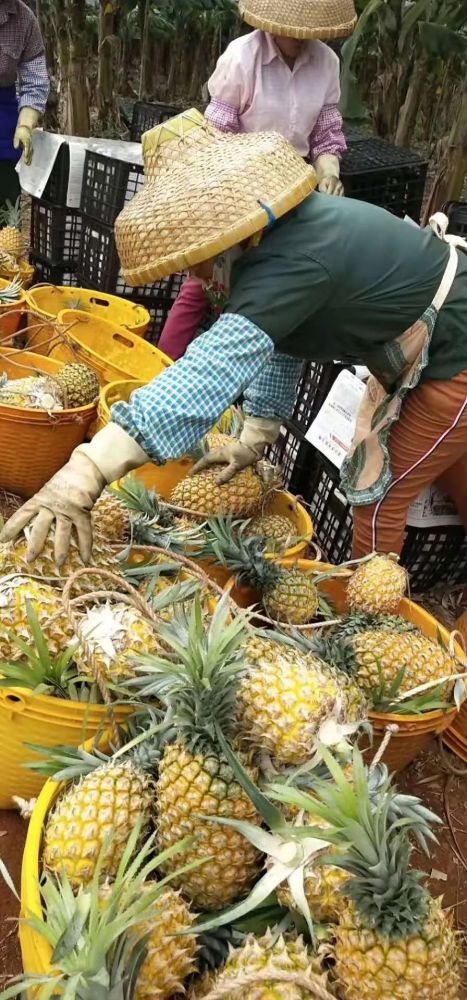 徐聞菠蘿最新價格及市場走勢分析，多方觀點解讀市場動態(tài)