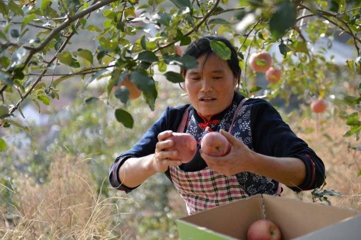 沂源蘋果最新價(jià)格，綠色之旅帶來內(nèi)心的平靜