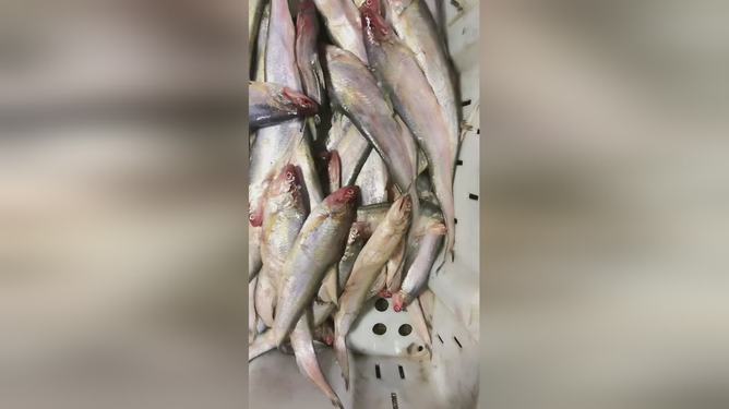 最新魚視頻，海洋生態(tài)與觀賞魚文化的精彩交融
