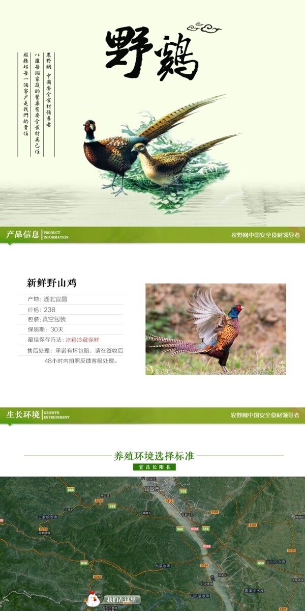 深度剖析，最新山雞的背景、事件與地位概述