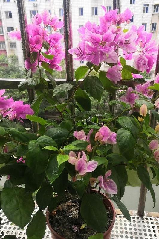 小巷深處的獨(dú)特花語，最新殘花之美