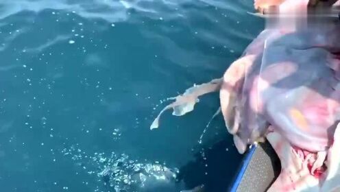 最新魚人流技術革命，高科技產(chǎn)品重塑未來生活體驗