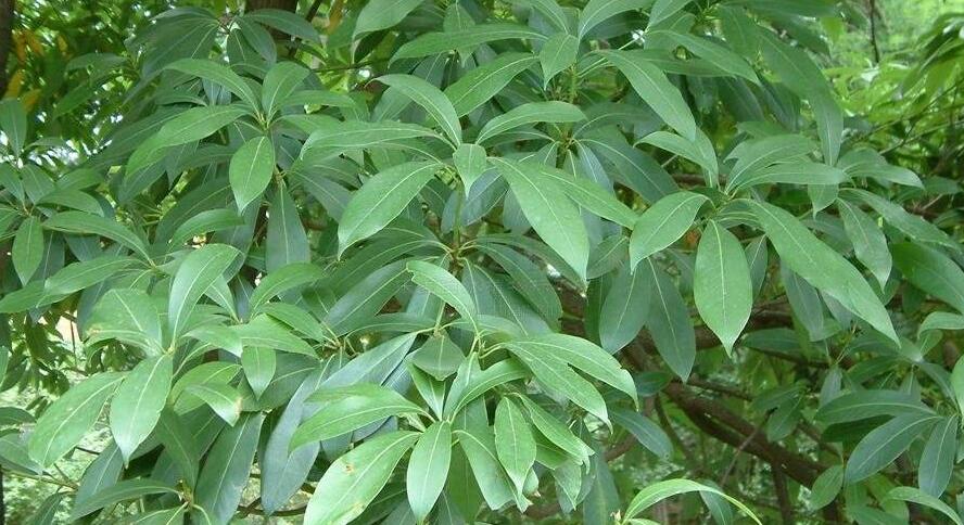 南山楠最新，自然美景的輕松探索之旅