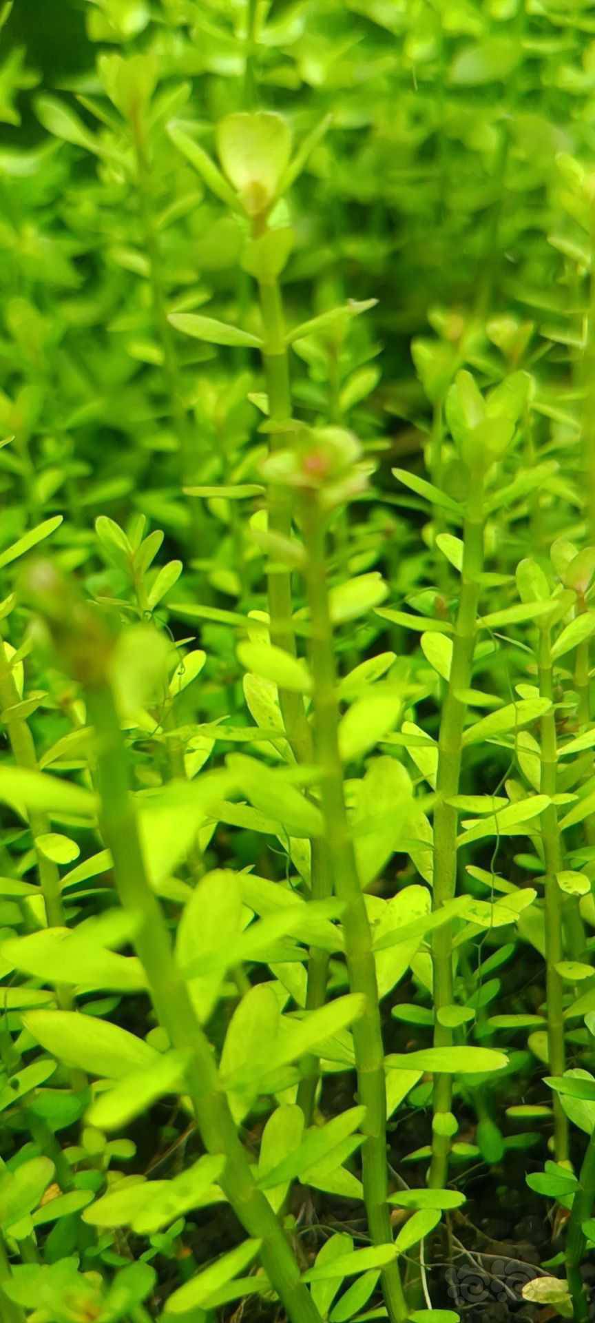 最新福利草草，自然美景之旅，探尋內(nèi)心平和與喜悅的旅程