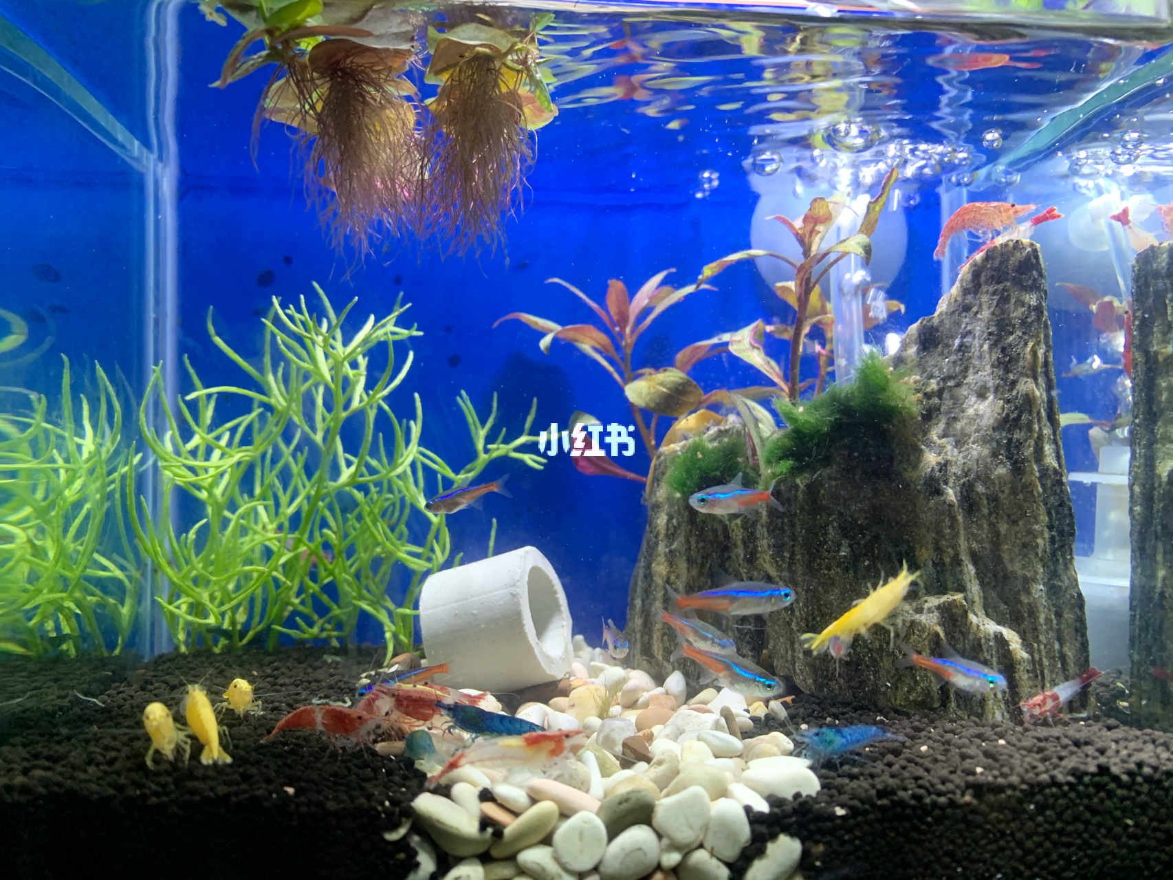 最新魚缸圖片，水族美學(xué)的時(shí)代變遷欣賞