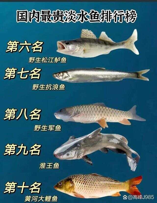 青魚(yú)國(guó)產(chǎn)最新論述，探索與解析