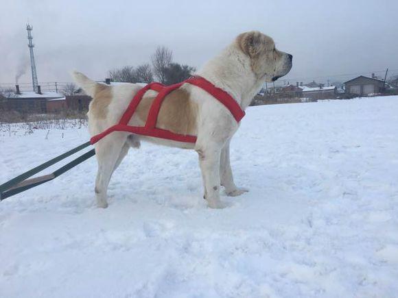 中亞犬，小巷深處的神秘秘境探索