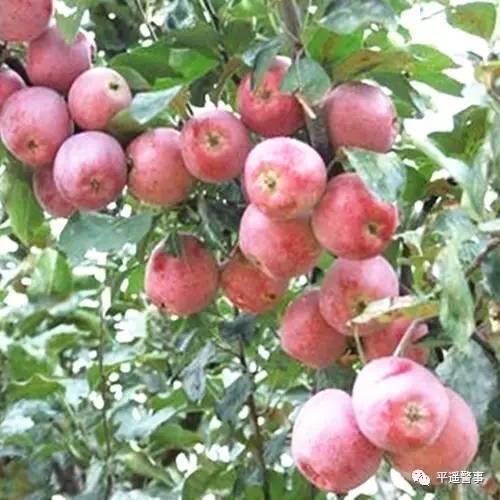 西太后愛心包最新系列，時(shí)尚與慈善的完美結(jié)合，展現(xiàn)獨(dú)特魅力風(fēng)采